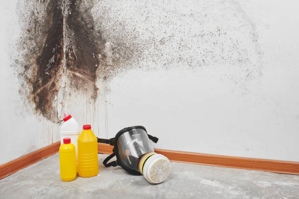 Best Localized Mold Remediation (e.g., coastal areas, humid climates) in Oxford, MI