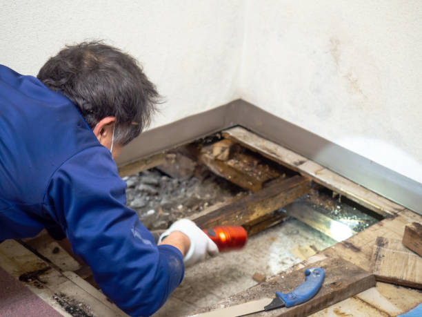 Best DIY Mold Remediation Support Services in Oxford, MI