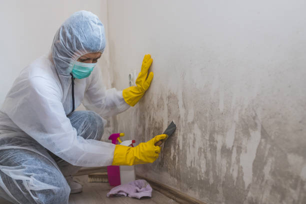 Best Black Mold Remediation in Oxford, MI
