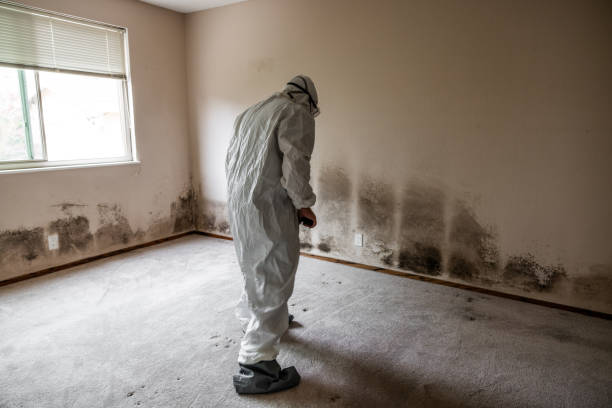 Best Kitchen Mold Remediation in Oxford, MI