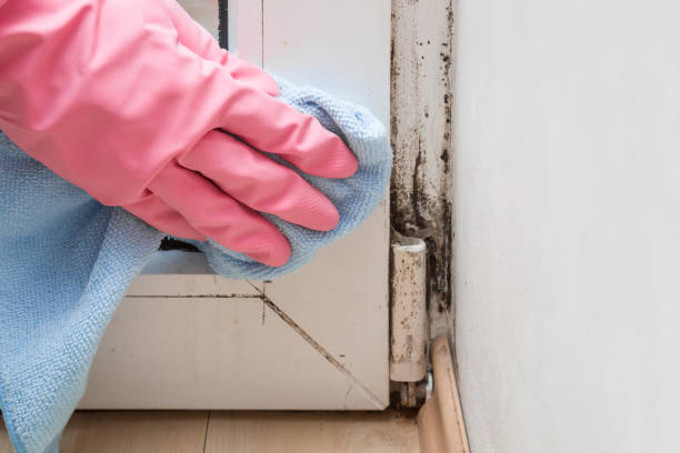 Best Commercial Mold Remediation in Oxford, MI
